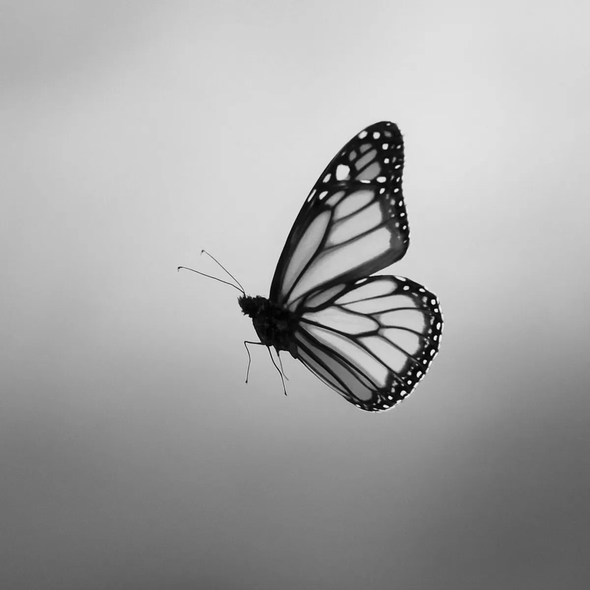 Photo artistique d’un papillon noir sur fond clair